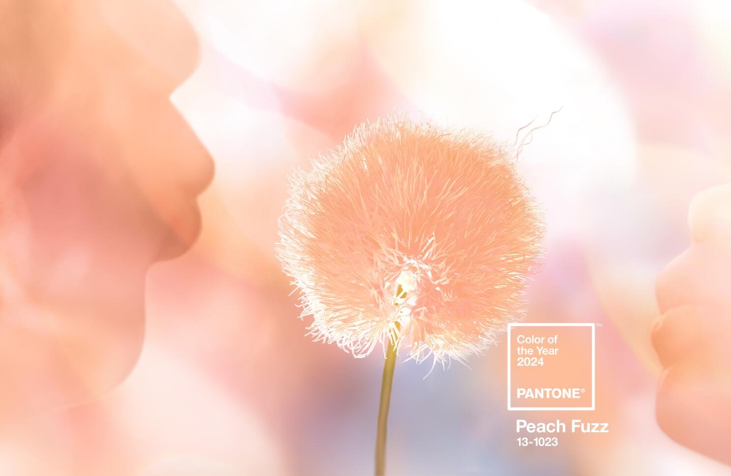 Welcoming the New Year with a series of looks inspired by the dominant color palette of 2024, "Peach Fuzz"